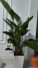 天堂鳥大型綠植盆栽 天堂鳥1.4-1.5米【梯形樹脂盆】 曬單實拍圖