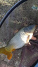 川澤一體成型夜光漂咬鉤變色高靈敏鯽魚漂醒目浮漂鰱鳙大物電子夜釣漂 升級(jí)款PL5-3(主攻鯽鯉)吃鉛2.5g 咬鉤變色款 曬單實(shí)拍圖