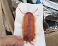 雙匯 香辣香脆腸 32g*60支整箱裝 休閑零食 脆皮腸 速食出游 露營(yíng) 曬單實(shí)拍圖