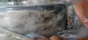 野生龍頭魚新鮮冷凍豆腐魚新鮮特級鼻涕魚海鮮九肚魚輔食水潺 野生海捕龍頭魚10-15/斤3斤裝 曬單實拍圖