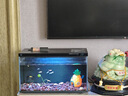 卡奇魚 斑馬魚 淡水魚 觀賞魚 小型觀賞魚 熱帶魚 蝶翼斑馬熒光好養(yǎng)易活 糖果斑馬10條1.5-2.5cm最少3種色 曬單實(shí)拍圖