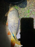 化氏一鴻 魚(yú)竿 高碳逆絲漁具 釣魚(yú)竿  手竿臺(tái)釣竿輕硬鯉魚(yú)竿套裝魚(yú)桿 3.6m +3.6米+免費(fèi)配節(jié) 曬單實(shí)拍圖