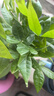 發(fā)財樹(shù)盆栽大植物室內辦公室桌面客廳小盆景招財樹(shù)苗綠植花卉盆栽 三桿發(fā)財樹(shù) 5-8cm【隨機紫砂盆】 【送肥料】 曬單實(shí)拍圖