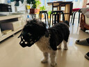 狗狗嘴套防叫防咬防亂吃可喝水口罩中大型犬杜賓金毛德牧嘴罩嘴套 M（嘴圍21-25cm，適用20-35斤 曬單實(shí)拍圖