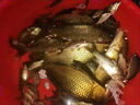 民間藝人餌料盆開餌盆三件套魚餌拌料和魚食盆子釣魚裝備拉餌盤盒漁具 餌料盆【三件套】 曬單實(shí)拍圖