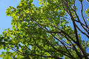 松下（Panasonic）50mm F1.8 全畫(huà)幅無(wú)反/微單相機鏡頭 標準定焦鏡頭 大光圈 人像人文攝影 S-S50GK L卡口 黑色 曬單實(shí)拍圖