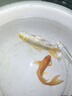 毛如意蝴蝶鯉魚(yú)球體短身大鰭長(cháng)尾冷水魚(yú)錦鯉紅色觀(guān)賞魚(yú)活體 順豐13-15CM黑白黃紅各1條貴妃 曬單實(shí)拍圖