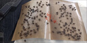 達(dá)豪蒼蠅貼100張粘蠅紙滅蠅神器蒼蠅膠粘蟲板家用誘捕器 曬單實(shí)拍圖