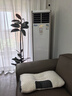 臨雅黑金剛橡皮樹客廳大盆栽造型室內(nèi)大型綠植好養(yǎng)四季辦公室陽(yáng)臺(tái)植物 單飄橡皮樹1.4-1.6米+創(chuàng)意圓球盆 曬單實(shí)拍圖