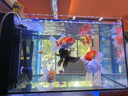 魚(yú)缸底濾一體溪流缸自循環(huán)免換水系統整套桌面家用超白玻璃客廳 底濾一體溪流缸60帶過(guò)濾+架燈 曬單實(shí)拍圖