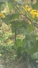 會(huì)小二新鮮韭菜花純天然新鮮韭菜批發(fā)價(jià)韭菜花醬火鍋蘸料韭菜花 2500g 曬單實(shí)拍圖
