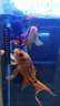 吉品鴻 錦鯉飼料1000克高蛋白魚糧魚飼料中顆粒3-4mm冷水魚池塘魚觀賞魚 曬單實(shí)拍圖