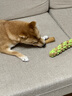 貴為（GiGwi）狗玩具磨牙棒狗狗磨牙玩具幼犬小型犬木塑鹿角小號寵物用品玩具 曬單實(shí)拍圖