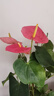 愛(ài)優(yōu)尚紅掌盆栽花卉植物室內防輻射凈化空氣開(kāi)花桌面小植物源頭直發(fā) 曬單實(shí)拍圖