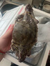 舟山梭子蟹鮮活特大野生大螃蟹新鮮冷凍海鮮水產(chǎn)海蟹飛蟹白蟹順豐 9兩以上/只【5斤凈重 超大肥美】 曬單實(shí)拍圖