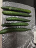 農家刺黃瓜當季新鮮現采摘菜黃瓜天然蔬菜黃瓜脆嫩刺綠黃瓜 凈重3斤單根≥200g 曬單實(shí)拍圖