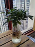 水培富貴椰子盆栽綠植鴨腳木室內(nèi)植物新家吸甲醛綠蘿好養(yǎng)活裸苗 鴨腳木3株（裸苗） 曬單實(shí)拍圖
