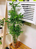 水培米竹室內(nèi)盆栽植物水養(yǎng)觀音竹富貴竹南天竹客廳竹子花卉綠植 精品米竹10顆【30-40厘米】 曬單實(shí)拍圖