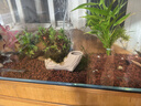 瘋狂石頭火山石顆粒1.5kg魚(yú)缸造景鋪底巖砂過(guò)濾裝飾沙 曬單實(shí)拍圖
