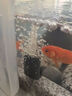 淘歌魚(yú)缸氧氣泵養(yǎng)魚(yú)增氧泵低音大氣量家用魚(yú)缸增氧打氧機(jī)AP988(12w) 曬單實(shí)拍圖