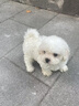 比熊幼犬純種比熊韓系比熊小體長(cháng)不大茶杯犬飛耳比熊小型犬活體狗 微小體 曬單實(shí)拍圖