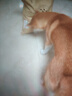 麥富迪狗糧 乖寶樂狗糧成犬通用均衡營養(yǎng)（牛肉蛋黃）10kg/20斤 曬單實(shí)拍圖
