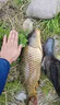 鮮丹蚯蚓紅蟲顆粒餌料鄧剛推薦釣魚專用全能野釣通殺鯉魚鯽魚腥香 買二贈(zèng)一【紅腥香】 曬單實(shí)拍圖