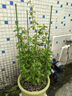 九千谷植物攀爬支架包鋼管花盆爬藤花架薔薇葡萄固定架子90CM 2套裝4948 曬單實(shí)拍圖