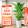 植男植女天堂鳥盆栽客廳室內(nèi)好養(yǎng)大型落地真綠植辦公室植物鶴望蘭源頭直發(fā) 曬單實(shí)拍圖