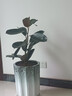 橡皮樹(shù)盆栽 橡皮樹(shù)黑金剛盆栽花盆苗客廳室內綠葉大葉型植物Y 70-80cm高1棵  不含盆 曬單實(shí)拍圖