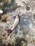 民間藝人魚(yú)鉤子線雙鉤成品仕掛鉤成品子線魚(yú)鉤綁好金袖鉤手工綁制魚(yú)線線組 金袖有刺4.0號(hào)鉤-0.8子線 曬單實(shí)拍圖
