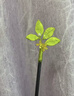 硯璽非遺古風(fēng)纏花diy材料包手工制作絲絨線(xiàn)發(fā)簪古風(fēng)胸針暖場(chǎng)活動(dòng)禮物 桂花發(fā)簪丨非遺纏花全套材料包 曬單實(shí)拍圖