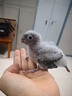 豪蚨雛鳥(niǎo)鸚鵡活體幼鳥(niǎo)手養(yǎng)鳥(niǎo)說(shuō)話(huà)鳥(niǎo)半毛虎皮牡丹玄風(fēng)鳥(niǎo)小太陽(yáng)雛鳥(niǎo)豪蚨 黃邊小太陽(yáng)雛鳥(niǎo)1只 曬單實(shí)拍圖