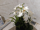 愛優(yōu)尚蝴蝶蘭帶花苞盆栽秋冬蘭花苗年宵花四季花卉植物白雅室內(nèi)源頭直發(fā) 曬單實拍圖