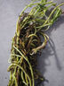 特價(jià)重瓣混色太陽(yáng)花苗帶根盆栽苗四季開(kāi)花陽(yáng)臺大花植物帶花苞庭院 混色4-5株 2-3個(gè)色 農場(chǎng)直發(fā)【精選帶根】+爆花肥 曬單實(shí)拍圖
