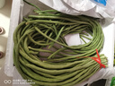 【超市品質(zhì)】新鮮農家長(cháng)豆角豇豆角腌制泡菜早餐生鮮蔬菜豆角子 產(chǎn)地直發(fā)現摘 2斤 曬單實(shí)拍圖