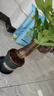 發(fā)財樹盆栽大植物室內(nèi)辦公室桌面客廳小盆景招財樹苗綠植花卉盆栽 大單桿發(fā)財樹 11-14cm【加侖盆】 【送肥料】 曬單實拍圖