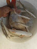 鉤尖江湖艱苦奮斗也要釣魚蚯蚓餌料野釣通殺鯽魚鯉魚草鳊魚料魚餌 艱苦奮斗也要釣魚450g 曬單實拍圖