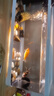 闊庭（KUOTING）溪流缸新款魚(yú)缸制氧一體式懶人生態(tài)造景側(cè)濾溪流缸白色【超大號(hào)】 曬單實(shí)拍圖
