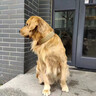 OIMG狗項圈不傷脖子大型犬脖圈中小型犬訓(xùn)練戶外猛犬寵物項圈金毛薩摩 棕色項圈 L碼-建議體重45-65斤 曬單實拍圖