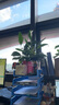【熱銷款】白掌一帆風(fēng)順盆栽水培植物室內(nèi)花綠植紅掌發(fā)財(cái)樹吸甲醛 特級白掌帶花+繁星自吸盆 曬單實(shí)拍圖
