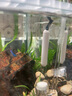 貓咪飲水機加熱棒自動(dòng)恒溫小型迷你魚(yú)缸龜缸適用寵物喝水加熱器 【恒溫加熱器】20w黑色加熱棒 曬單實(shí)拍圖