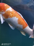 森森（SUNSUN）魚(yú)缸燈水草燈全光譜led燈防水燈管水族燈爆藻燈水陸兩用燈管 夢(mèng)之藍白（增色） 適合1.2m魚(yú)缸 20W獨立開(kāi)關(guān) 長(cháng)98cm 曬單實(shí)拍圖