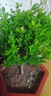 植新植物營(yíng)養液小分子有機通用花肥肥料發(fā)財樹(shù)硫酸亞鐵磷酸復合肥 【買(mǎi)一送一】有機植物營(yíng)養液560ml*2瓶 曬單實(shí)拍圖