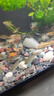 畫法幾何魚缸底砂造景石頭 梅花玉石3斤 米家智能魚缸專用水族箱造景裝飾 曬單實拍圖