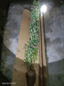 四季開(kāi)花薔薇花苗多花月季花苗特大花大苗濃香型爬藤攀援植物歐月 藍色陰雨1-1.3米左右【精選大苗】 曬單實(shí)拍圖