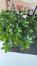 八芽 小葉赤楠盆景擺件室內(nèi)綠植花卉盆栽老樁客廳辦公室桌面好養(yǎng)植物 （【熱銷款】舍得紫砂盆赤楠+苔蘚+底座） 曬單實(shí)拍圖