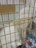 貝初眾狗狗衣服冬季保暖貓咪冬天衣服中小型犬秋冬小狗衣服泰迪比熊柯基 棕色-加厚珊瑚絨【可牽引】 M 【適合4-5斤寵物】 加厚保暖 曬單實(shí)拍圖