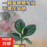小盆梔子花盆栽四季開花部分帶花苞室內(nèi)綠蘿水培花卉綠植物 20-30cm【1株】好多月開花 濃香型梔子花【帶花苞】10天開花 曬單實(shí)拍圖