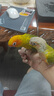 開(kāi)元 鸚鵡幼鳥(niǎo)奶粉手養雛鳥(niǎo)糧營(yíng)養粉面食虎皮玄風(fēng)鳥(niǎo)食飼料桶裝 750g 曬單實(shí)拍圖